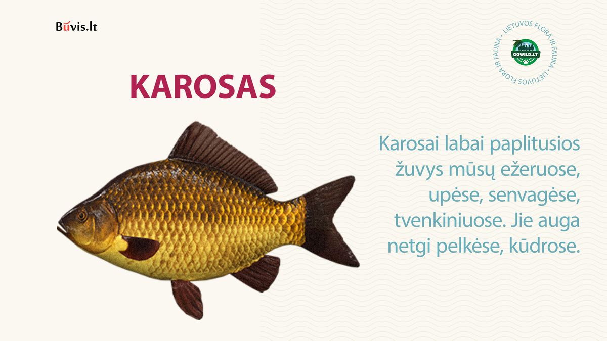 Kada kimba karosai ir kur gaudyti?