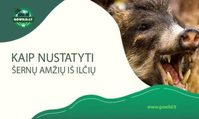 Kaip nustatyti šernų amžių iš ilčių