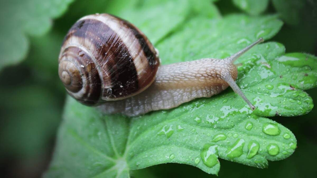 Kaip efektyviai apsaugoti daržą nuo sraigių
