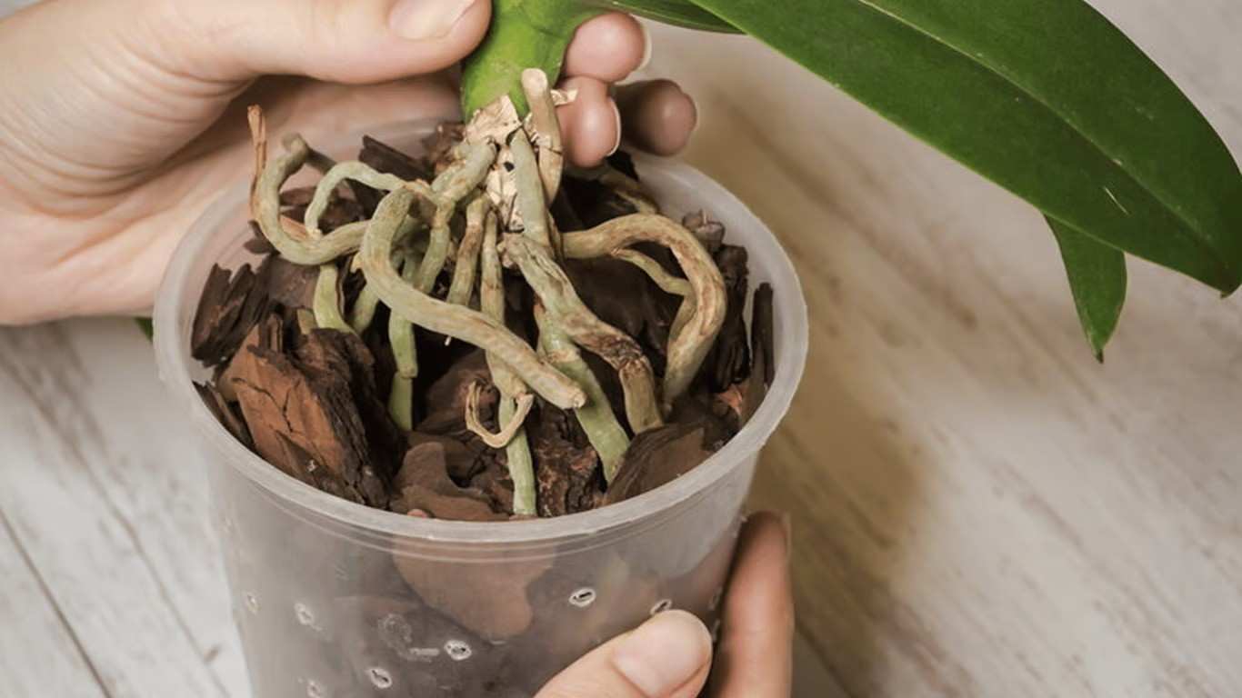 Orchidėjos šaknys