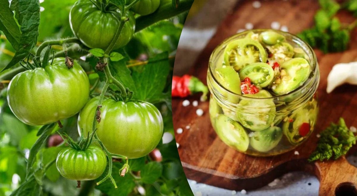 Vakuoti žali pomidorai žiemai