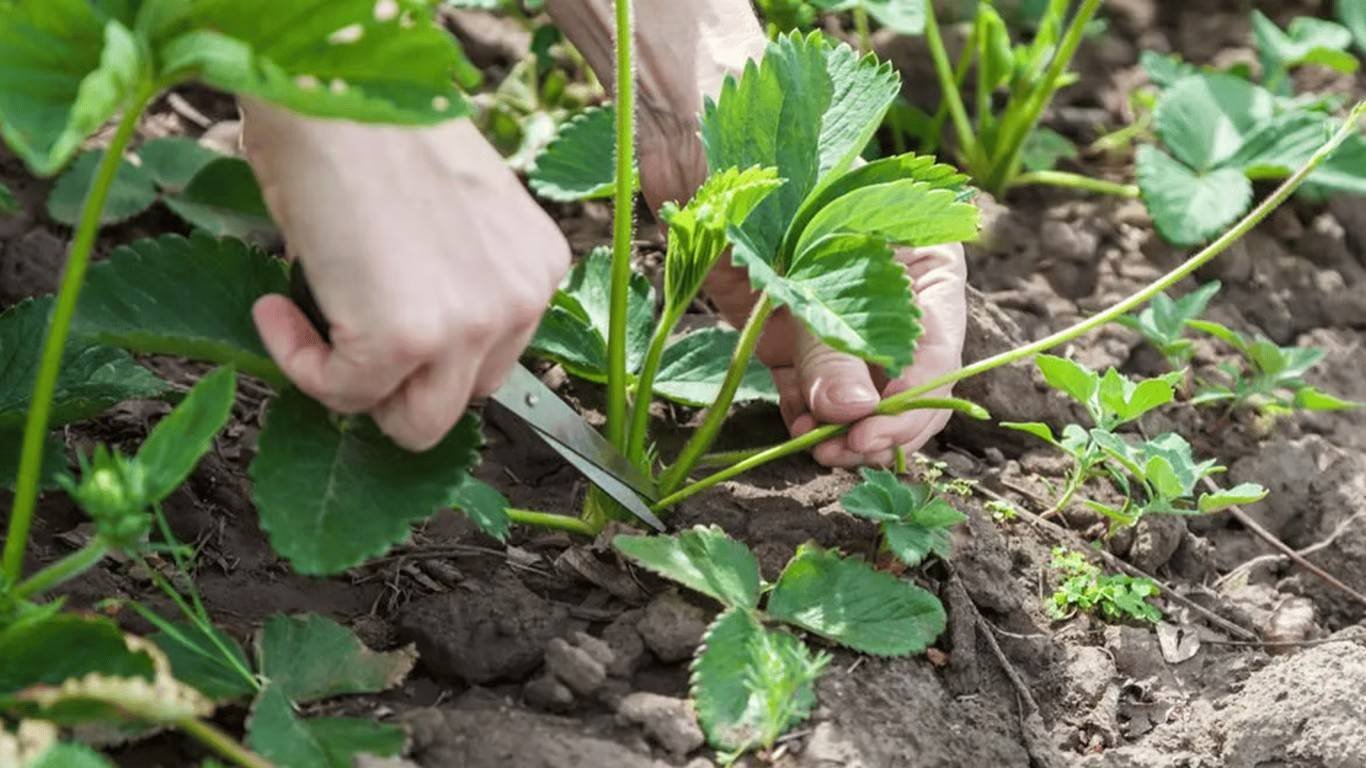Braškių ūsų genėjimas – kam tai daryti ir kada geriausia Kodėl svarbu genėti braškių ūsus?
