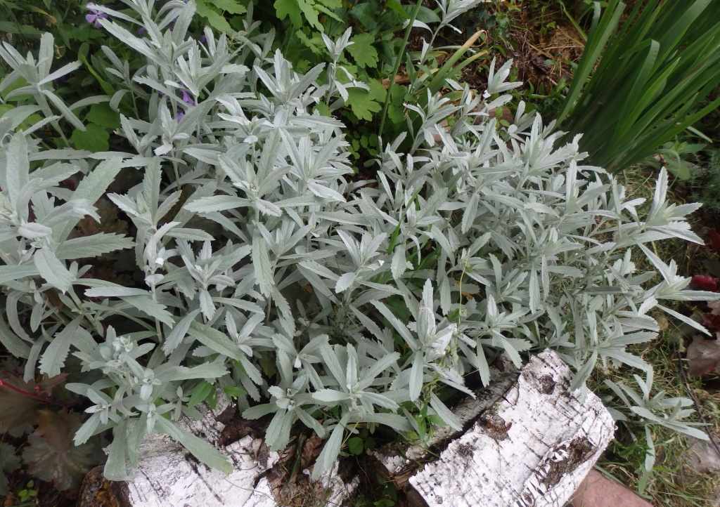Kietis (Artemisia)