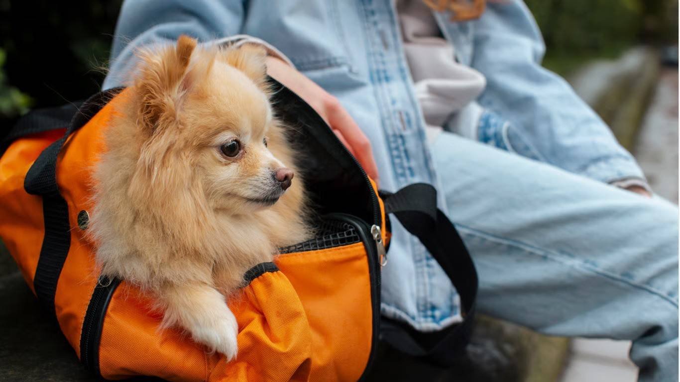 Italija palengvino keliones su augintiniais – štai, ką būtina žinoti Skrydis su šunimi: Italija keičia žaidimo taisykles