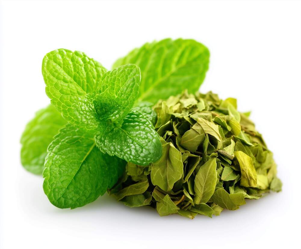 Mėta (Mentha)