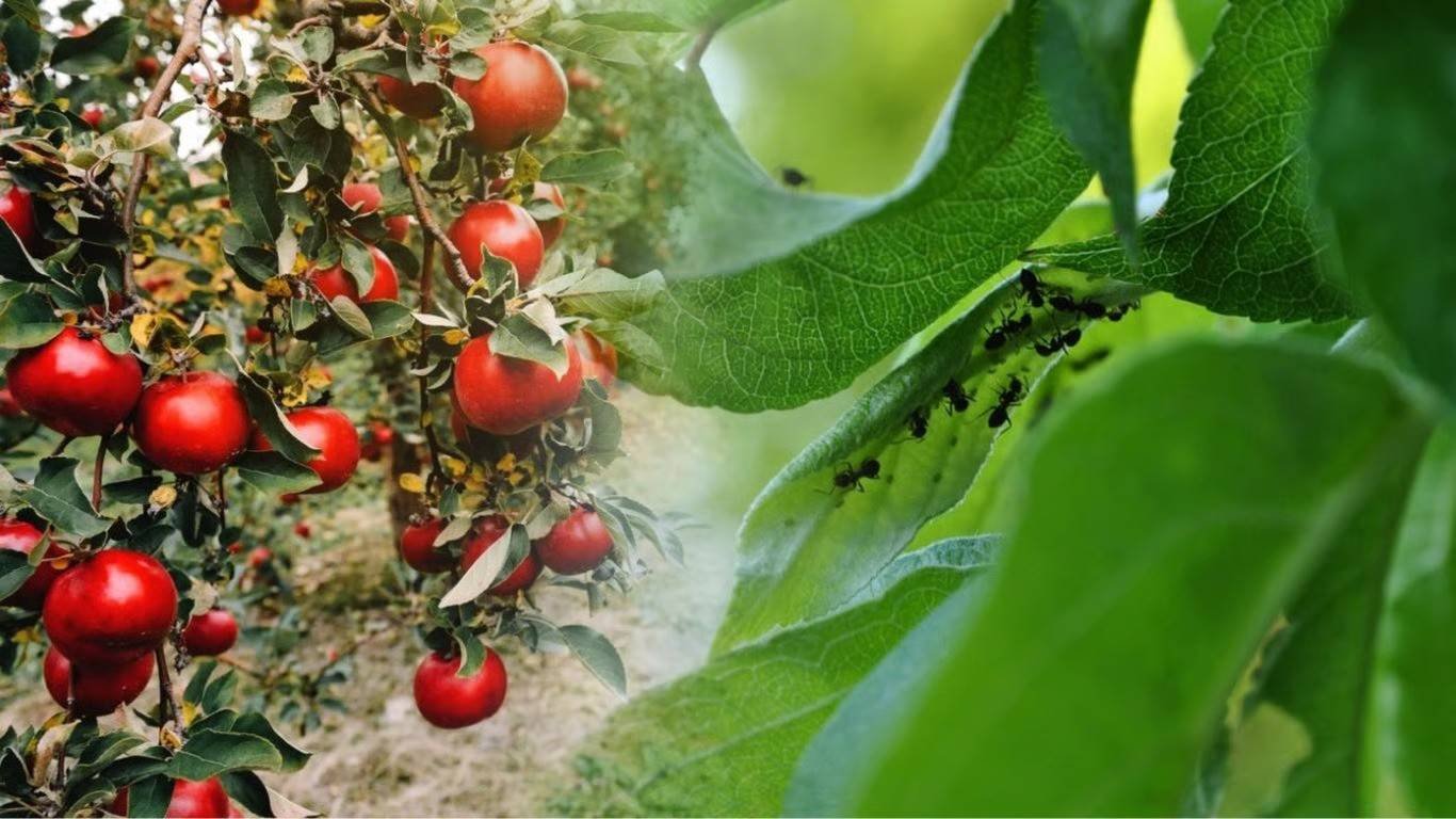 Skruzdėlės užpuolė obelį – kaip greitai išgelbėti vaismedį? Kaip apsaugoti obelį nuo skruzdėlių