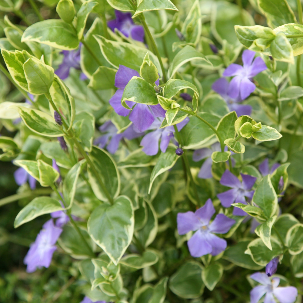 Žiemė didžioji (Vinca major)