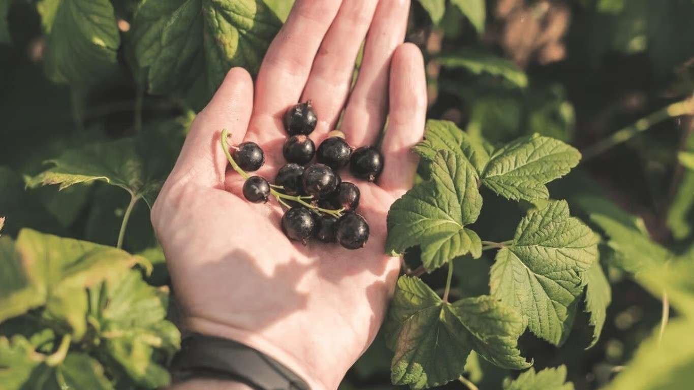 Šie augalai alina serbentus – jų geriau nesodinti šalia Juodieji serbentai